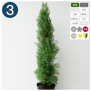 3{ / [Y_X 60cmx |bga21cm Rjt@[