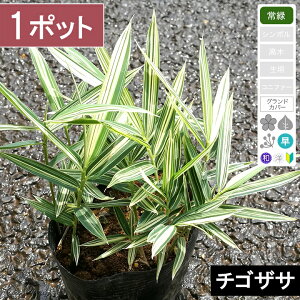 �y1�|�b�g�z�`�S�U�T�@����10�`15cm���x�@�|�b�g�c���a10.5cm