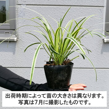 【5ポット】フイリヤブラン(斑入りヤブラン)高さ10〜15cm程度ポット直径10.5cm