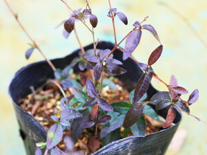 y24|bgZbgzuAxA@eGh[hS[`[fv@|bga12cm