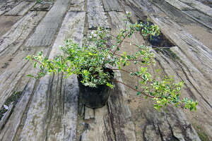 y3|bgZbgzuAxAgz[vCYhv@0.2mx