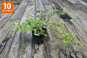 y10|bgZbgzuAxAgz[vCYhv@0.2mx