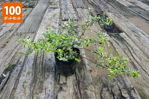 y100|bgZbgzyzuAxAgz[vCYhv@0.2mx