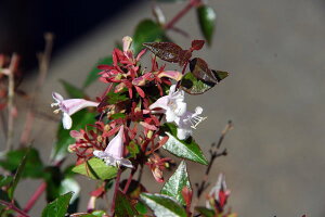 y3|bgZbgzuAxAv@0.2mx