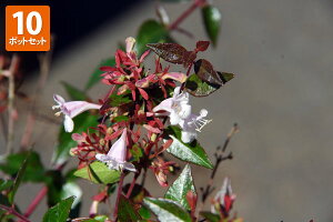 y10|bgZbgzuAxAv@0.2mx