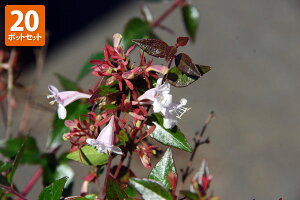 �y20�|�b�g�Z�b�g�z�y���������z�u�A�x���A�v�@0.2m���x