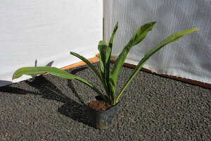 y3|bgZbgzuIgiNjv@0.1mx