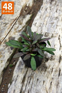 アジュガ 種の人気商品 通販 価格比較 価格 Com