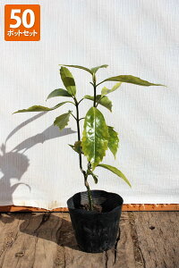 【50ポットセット】【送料無料】「アオキ」 0.2m程度