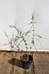 y3|bgZbgzuAxAEtVXC\v@0.2mx