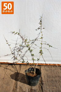 y50|bgZbgzyzuAxAEtVXC\v@0.2mx