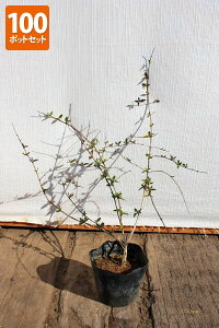 �y100�|�b�g�Z�b�g�z�y���������z�u�A�x���A�E�t�����V�X���C�\���v�@0.2m���x