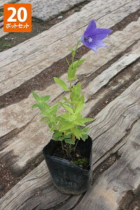 y20|bgZbgzuLLEv |bga9cm