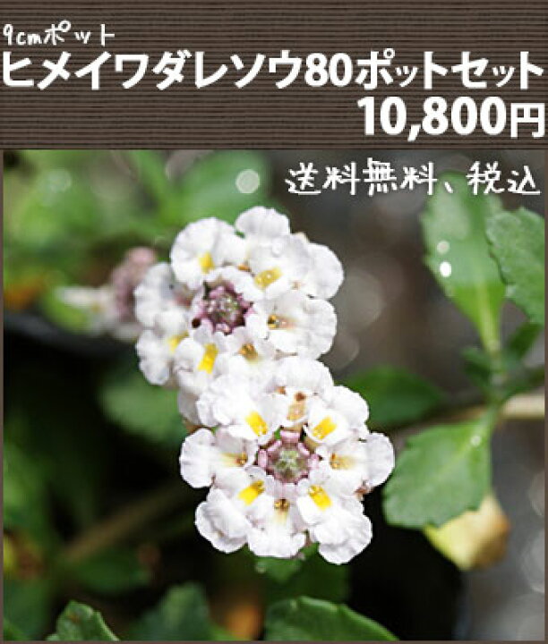 楽天市場】【送料無料】【良苗】「ヒメイワダレソウ」80ポットセット 