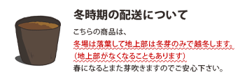 ミセバヤの冬期の配送について