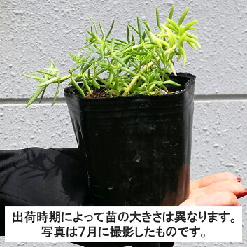 【45ポット】【送料無料】メキシコマンネングサ幅10〜15cm程度ポット苗直径9cm