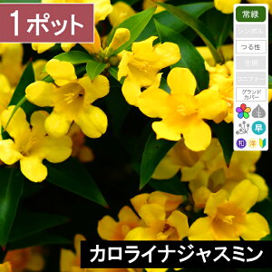 ジャスミン 苗の人気商品 通販 価格比較 価格 Com