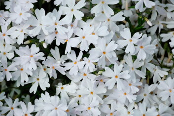 芝桜(シバザクラ)白「リトルドット」の花