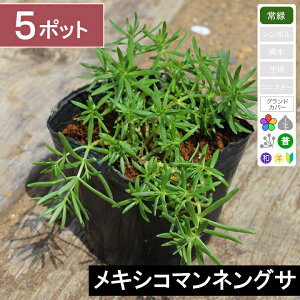 【5ポット】 メキシコマンネングサ 幅10〜15cm程度 ポット苗直径9cm