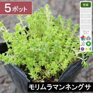【5ポット】モリムラマンネングサ 幅10〜15cm程度 ポット苗直径9cm