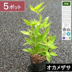 �y5�|�b�g�z�I�J���U�T�@����15�`20cm���x�@�|�b�g�c���a12cm