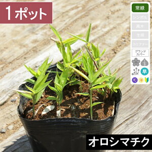 �y1�|�b�g�z �u�I���V�}�`�N�v ����5�`10cm���x�@�|�b�g�c���a10.5cm