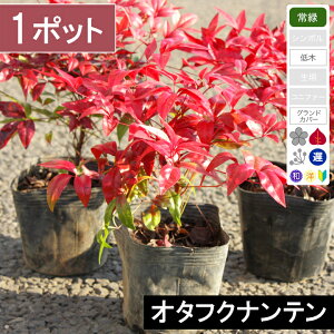 y1|bgzI^tNie@10cmx@|bga10.5cm