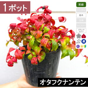 y1|bgzI^tNie@20cmx@|bga15cm