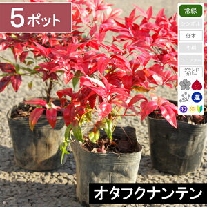 y5|bgzI^tNie@10cmx@|bga10.5cm