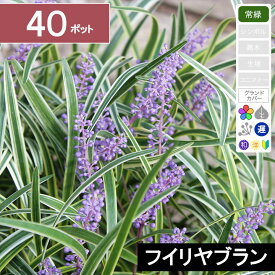 楽天市場 斑入りヤブラン 育て方の通販