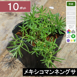 【10ポット】メキシコマンネングサ 幅10〜15cm程度 ポット苗直径9cm