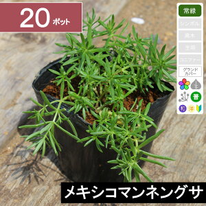 【20ポット】メキシコマンネングサ 幅10〜15cm程度 ポット苗直径9cm
