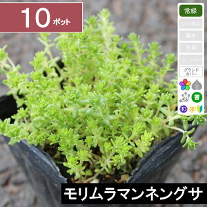 【10ポット】モリムラマンネングサ 幅10〜15cm程度 ポット苗直径9cm