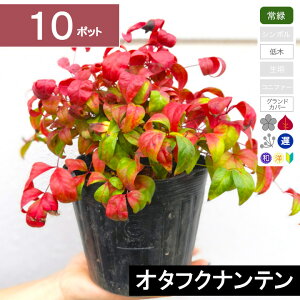 y10|bgzI^tNie@20cmx@|bga15cm