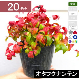 y20|bgzI^tNie@20cmx@|bga15cm