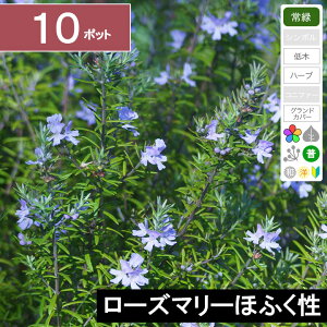 y10|bgz[Y}[قӂ@c@10cmx@|bga9cm