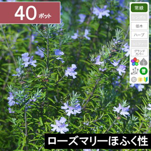 y40|bgz[Y}[قӂ@c@15cmx@|bga9cm