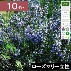 y10|bgz[Y}[@c@10cmx`@|bga9cm