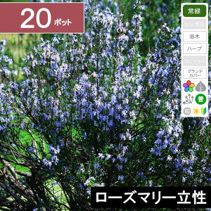 y20|bgz[Y}[@c@10cmx`@|bga9cm