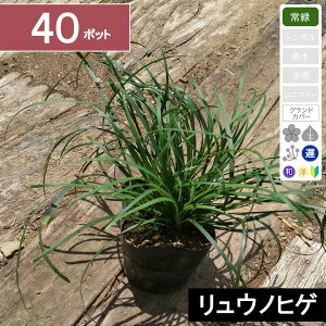 y40|bgzuEmqQiWmqQjv@|bga9cm