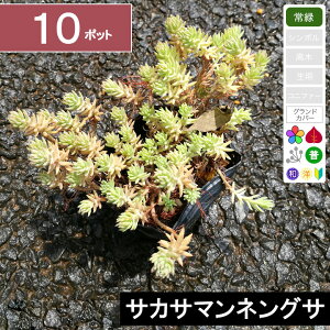 【10ポット】「サカサマンネングサ」 幅10〜15cm程度 ポット苗直径9cm