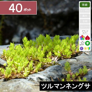 【40ポット】「ツルマンネングサ」 幅10〜15cm程度 ポット苗直径9cm