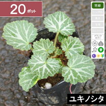 楽天市場】ユキノシタ 20gの通販