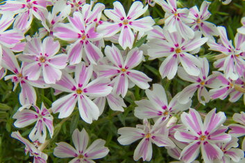 芝桜(シバザクラ)「タマノナガレ(多摩の流れ)」の花
