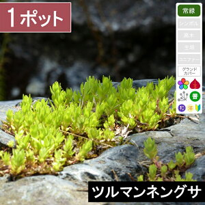 【1ポット】「ツルマンネングサ」 幅10〜15cm程度 ポット苗直径9cm