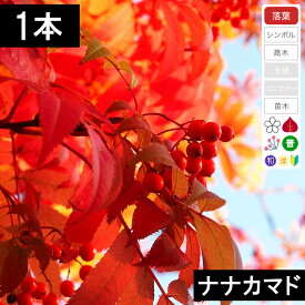 【1本】ナナカマド苗木　高さ35cm程度