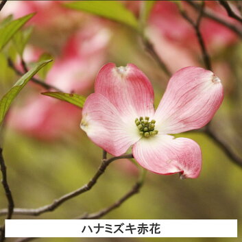 楽天市場 1本 ハナミズキ苗木 赤花 高さ50cm 70cm程度 グリーンロケット