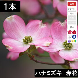 【1本】ハナミズキ苗木　赤花　高さ40cm〜70cm程度