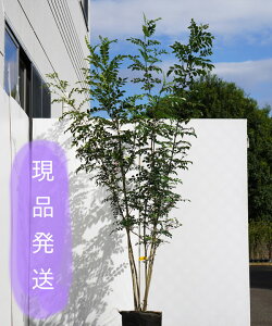 植木 盆栽 シマトネリコの人気商品 通販 価格比較 価格 Com