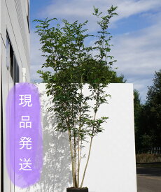 楽天市場 シマトネリコ3mの通販